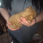 Emma's female, a female Poodle - Toy  for sale in Richland Center, WI – Photo 6 of 7