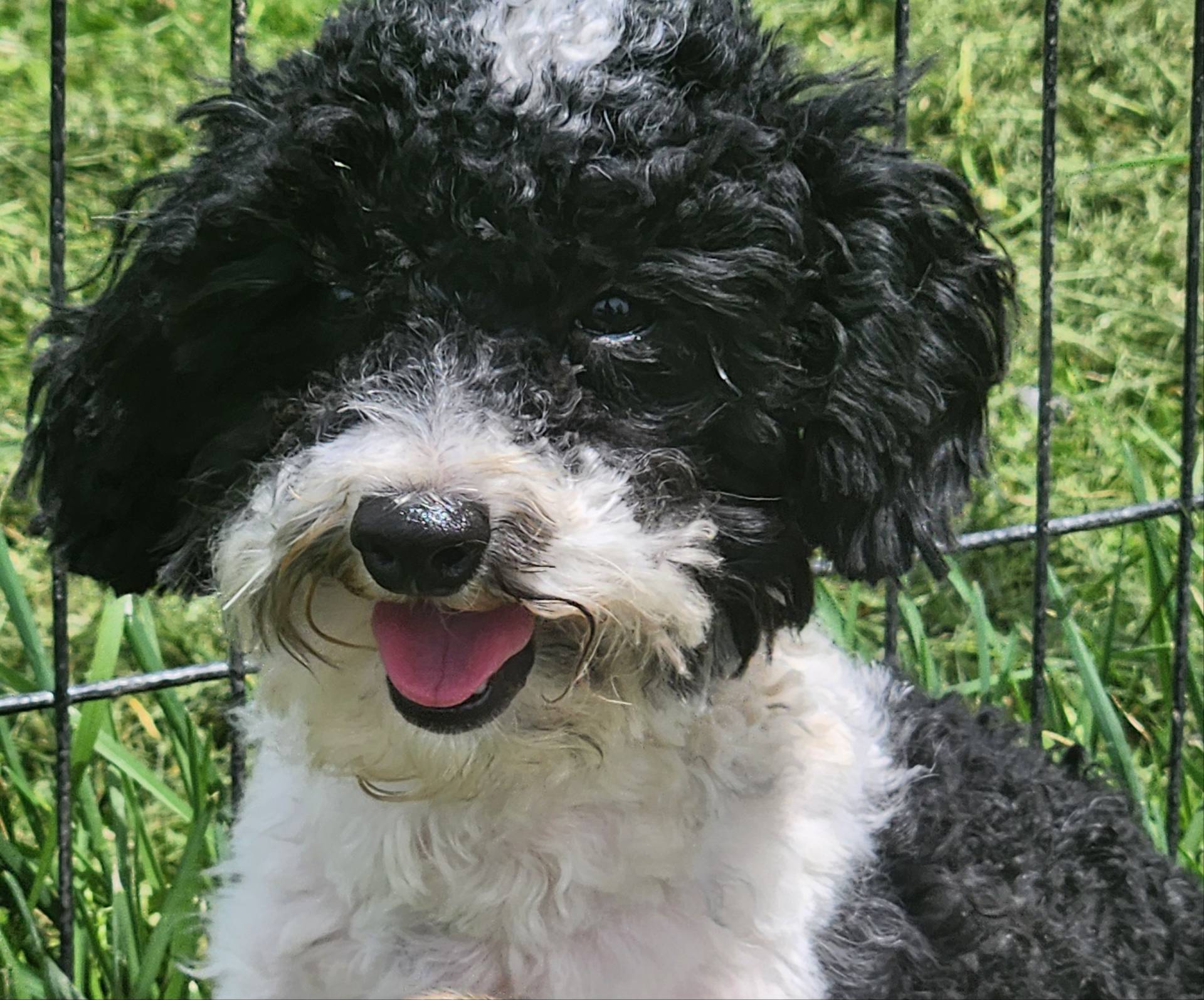 Archie, a male Poodle - Toy  for sale in Cabool, MO – Photo 3 of 8
