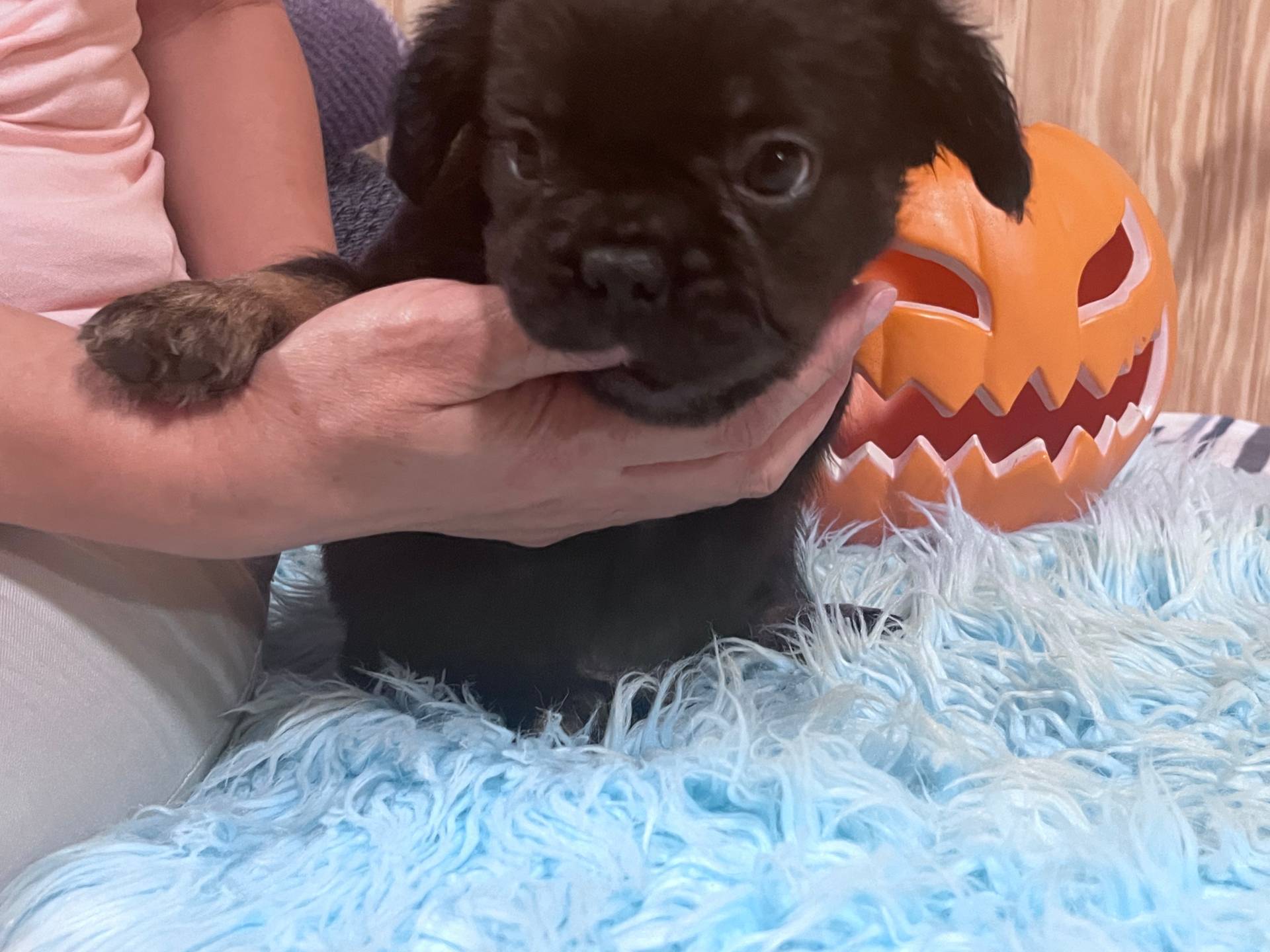 Tiger, a male French Bulldog for sale in Goose Creek, SC – Photo 6 of 9