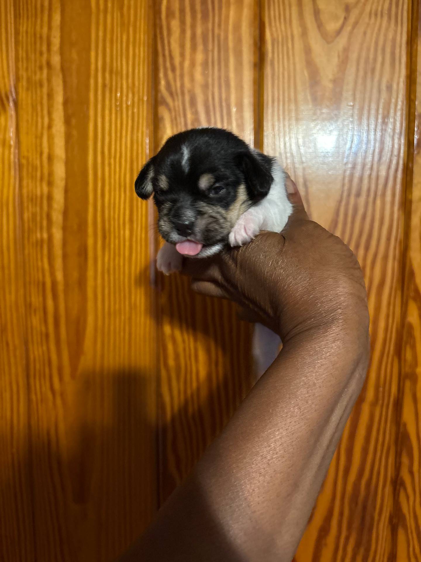 Kingsley, a male Bichon Frise and French Bulldog for sale in Geneva, GA – Photo 3 of 3