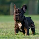 Spanky, a male French Bulldog for sale in Kinsman, OH – Photo 3 of 5