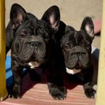 Spanky, a male French Bulldog for sale in Kinsman, OH – Photo 4 of 5