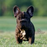 Spanky, a male French Bulldog for sale in Kinsman, OH – Photo 1 of 5