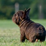 Spanky, a male French Bulldog for sale in Kinsman, OH – Photo 5 of 5