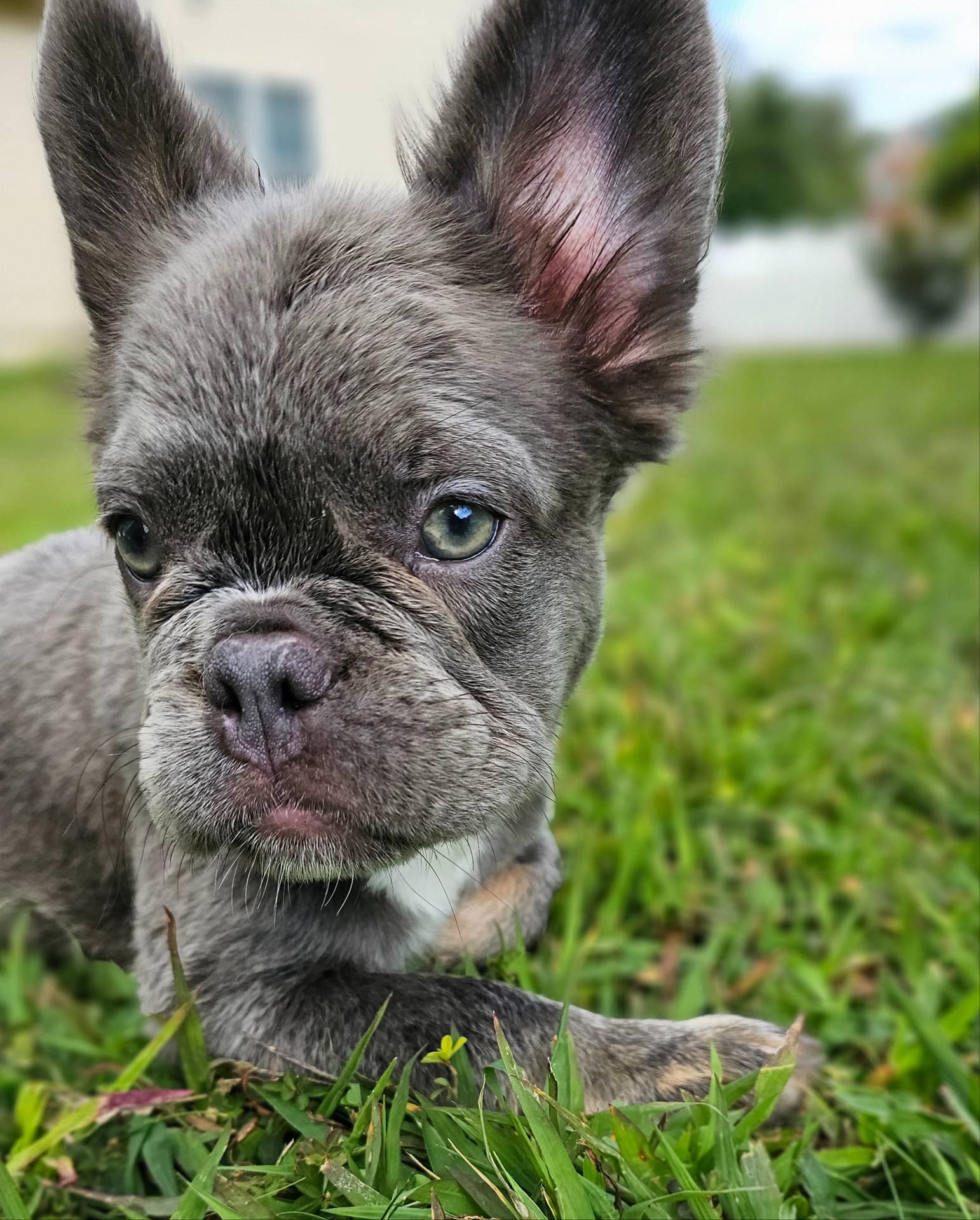 Lilac and Tan Fluffy French Bulldog Ready 2 go, a female French Bulldog for sale in Potomac, MD – Photo 4 of 9