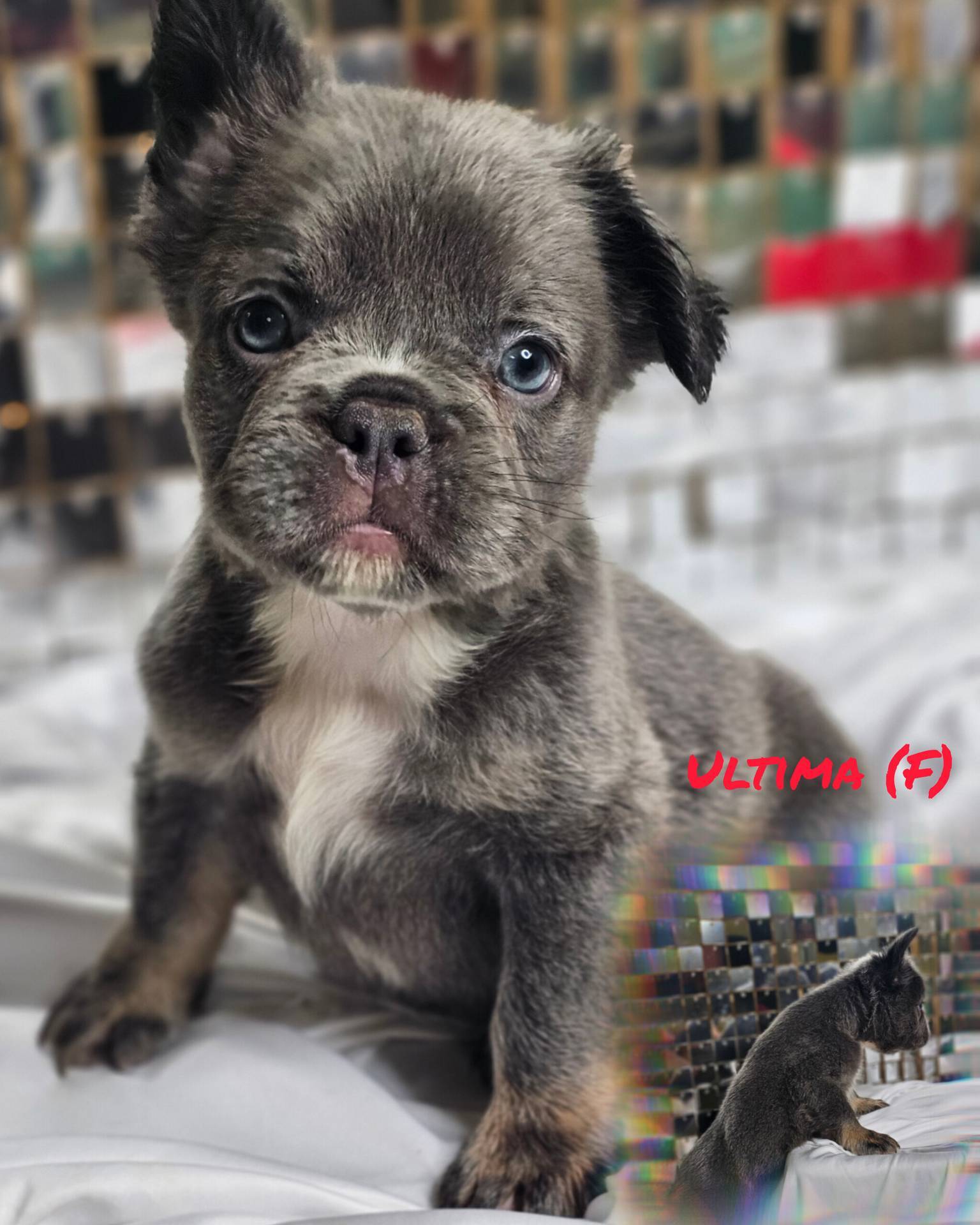 Lilac and Tan Fluffy French Bulldog Ready 2 go, a female French Bulldog for sale in Potomac, MD – Photo 7 of 9