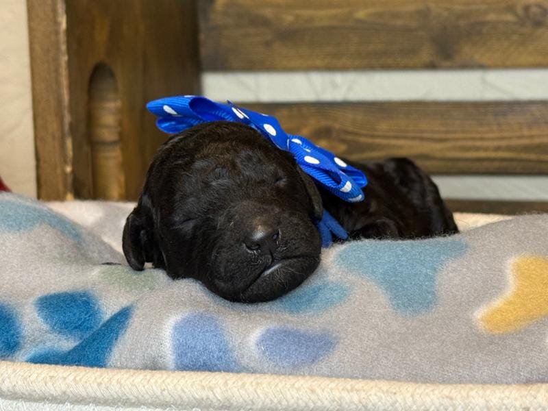 AKC- Navy- Black Male