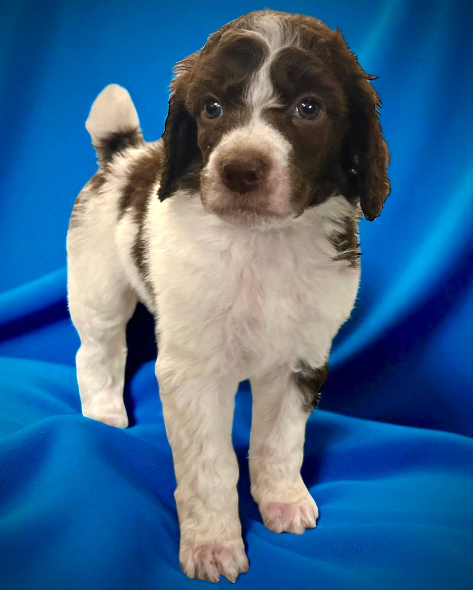 Godzilla AKC, a male Poodle - Standard  for sale in Colorado Springs, CO – Photo 3 of 6