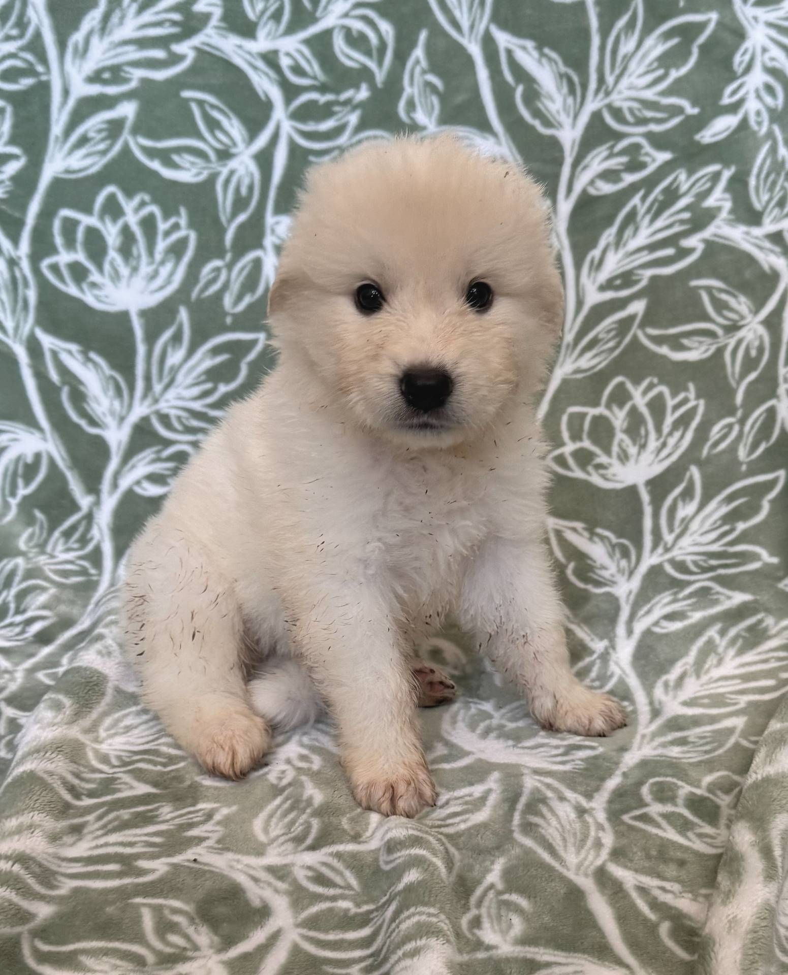 462f3d09-0f96-4797-8734-057138279c53/listing/dfec3799-82d1-4407-a88d-b91be01b7506/89042c82-ea28-4402-ba2c-6094f70461bc