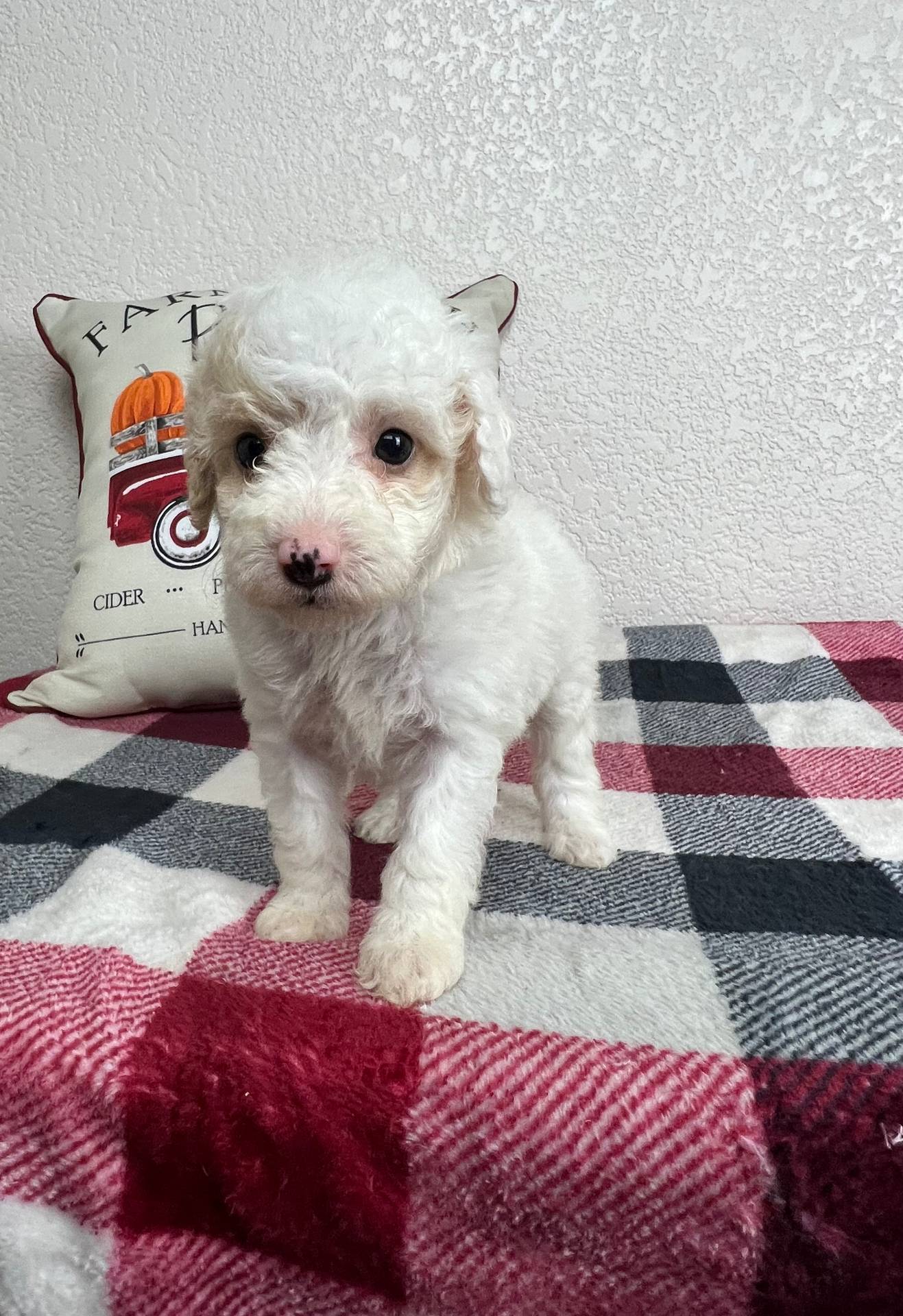 Alaska, a female Poodle - Miniature  for sale in Moravia, IA – Photo 7 of 7