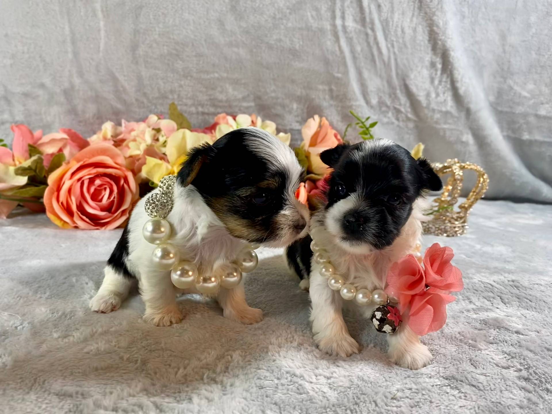 Tiny Teacup Parti, a female Yorkshire Terrier for sale in Stantonville, TN – Photo 9 of 10