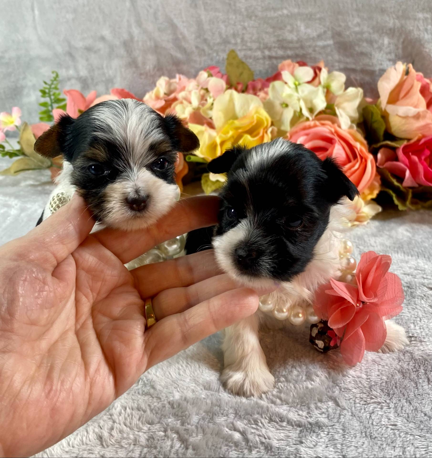 Tiny Teacup Parti, a female Yorkshire Terrier for sale in Stantonville, TN – Photo 7 of 10