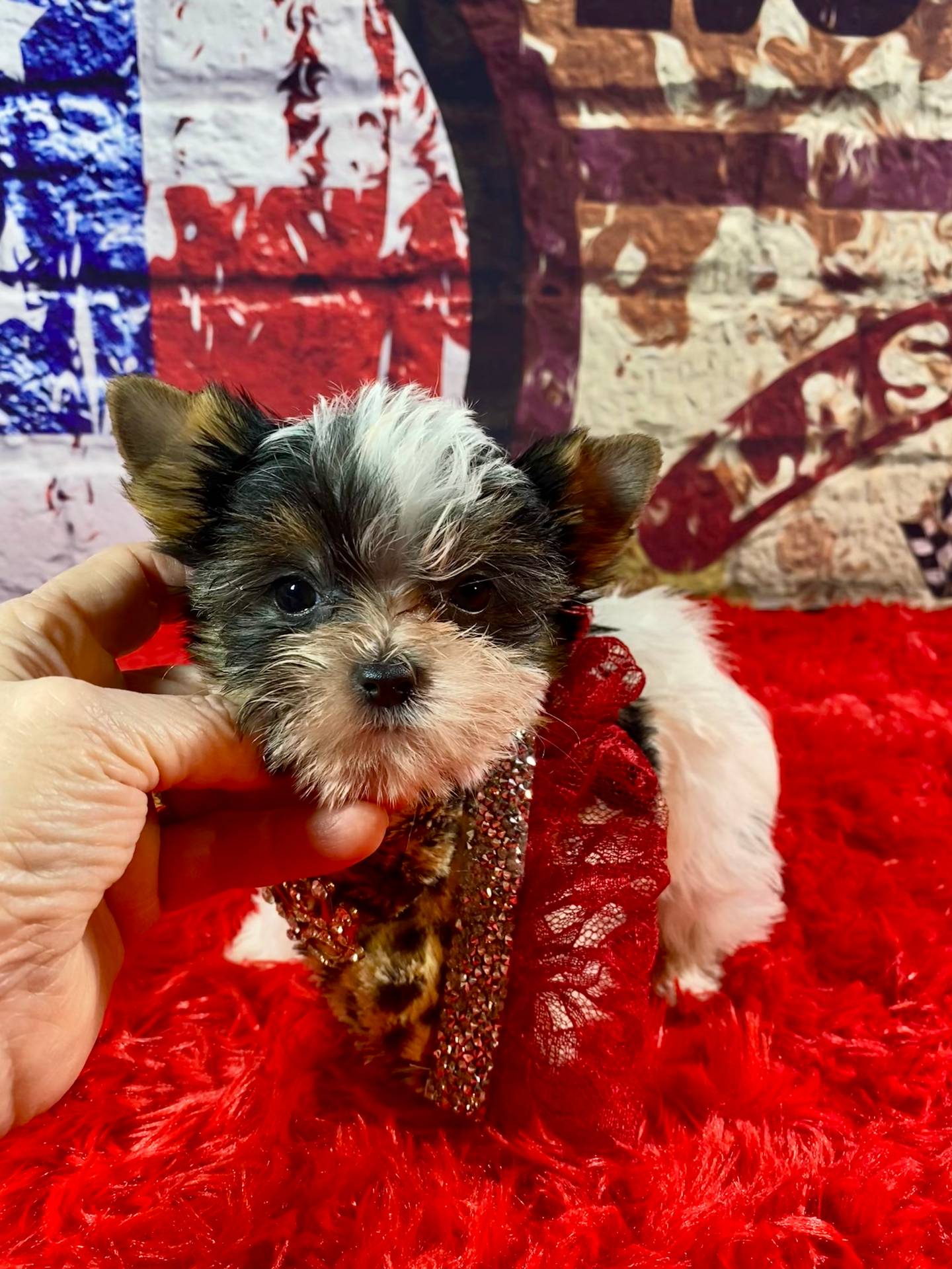 Teeny Tiny Bubbles, a female Yorkshire Terrier for sale in Stantonville, TN – Photo 9 of 10