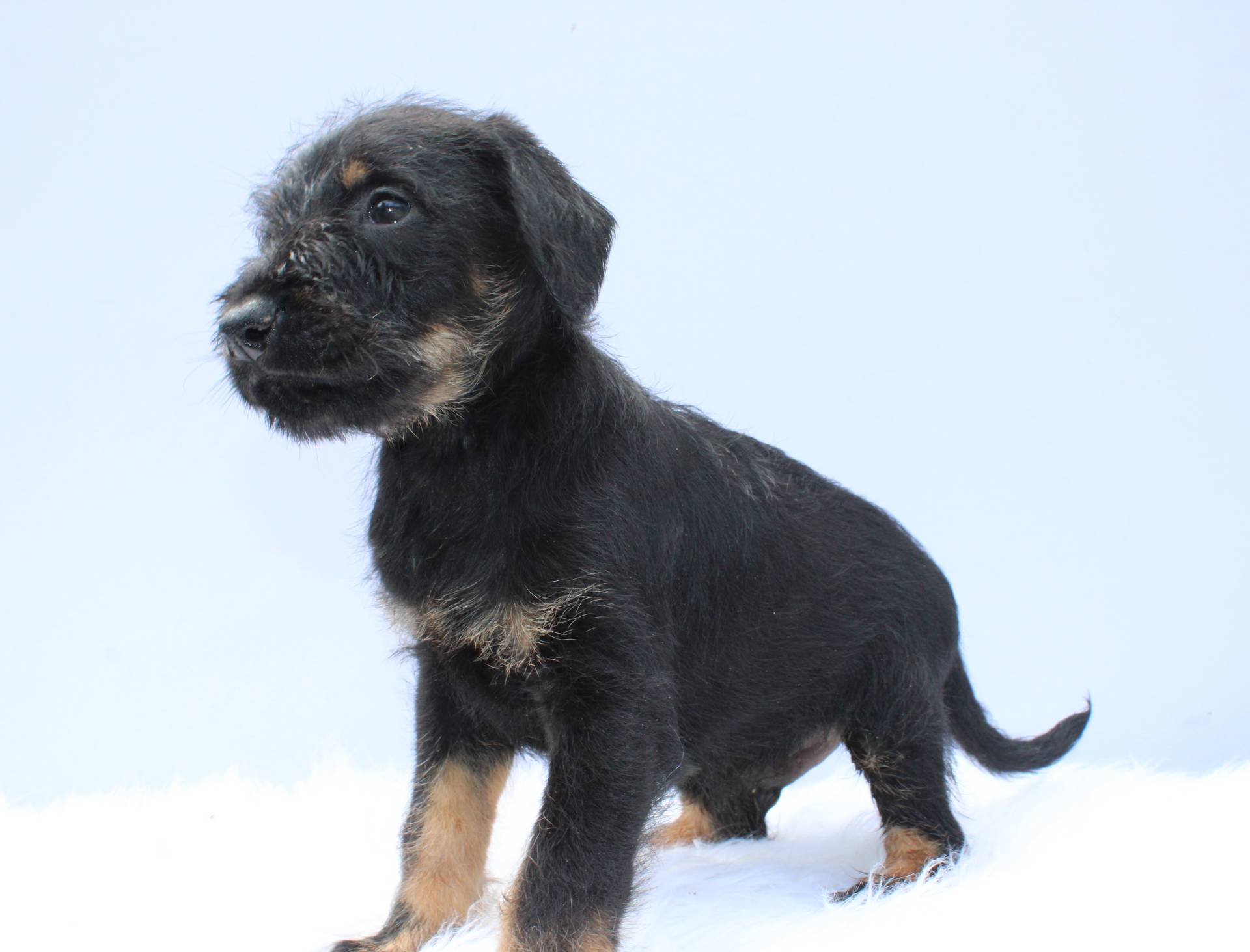 BlackJack, a male Doberman Pinscher and Poodle - Standard  for sale in Greensboro, NC – Photo 2 of 3