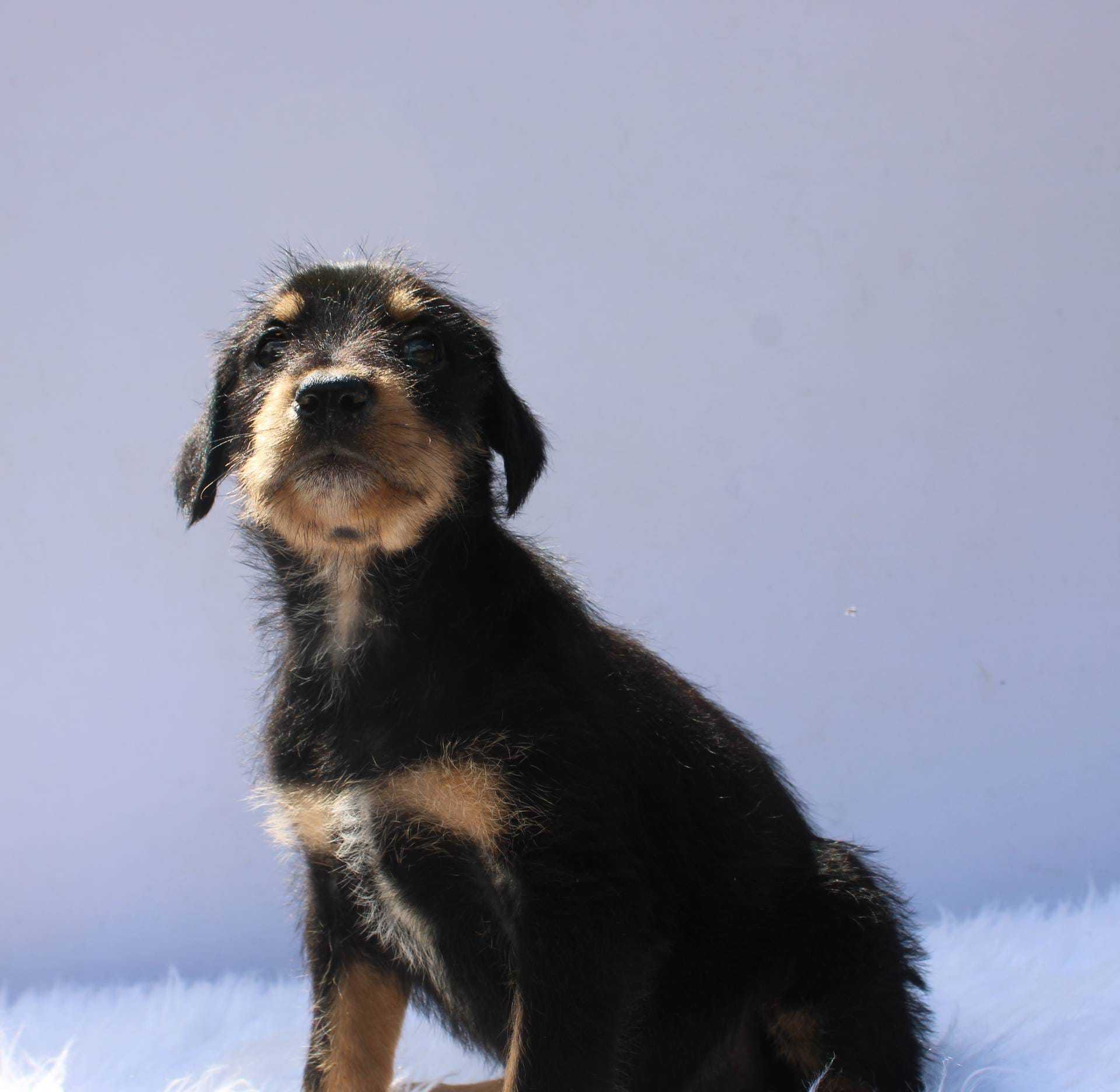 Hennessey, a female Doberman Pinscher and Poodle - Standard  for sale in Greensboro, NC – Photo 4 of 5