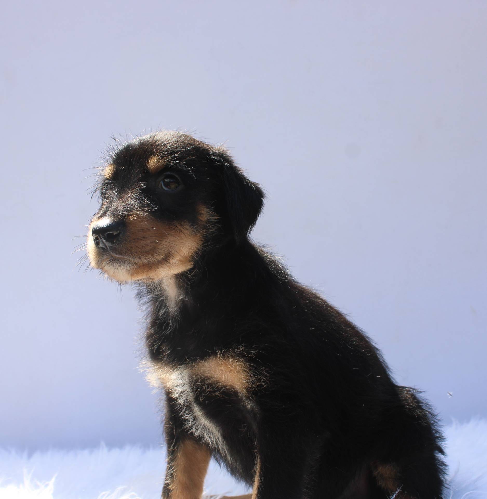 Hennessey, a female Doberman Pinscher and Poodle - Standard  for sale in Greensboro, NC – Photo 2 of 5