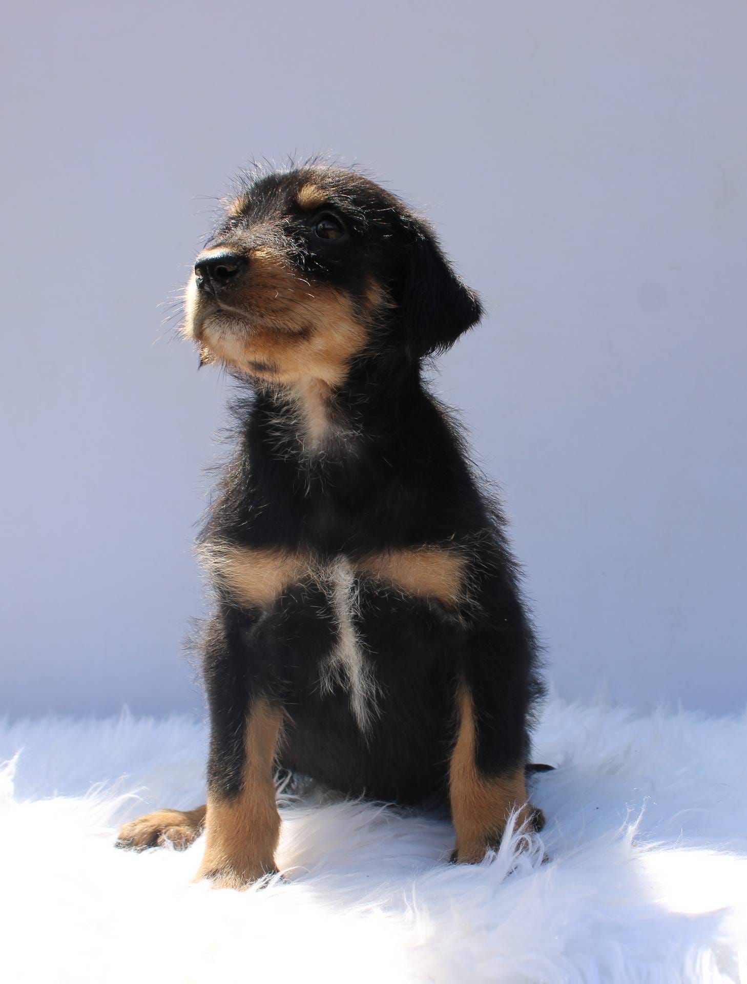 Hennessey, a female Doberman Pinscher and Poodle - Standard  for sale in Greensboro, NC – Photo 3 of 5