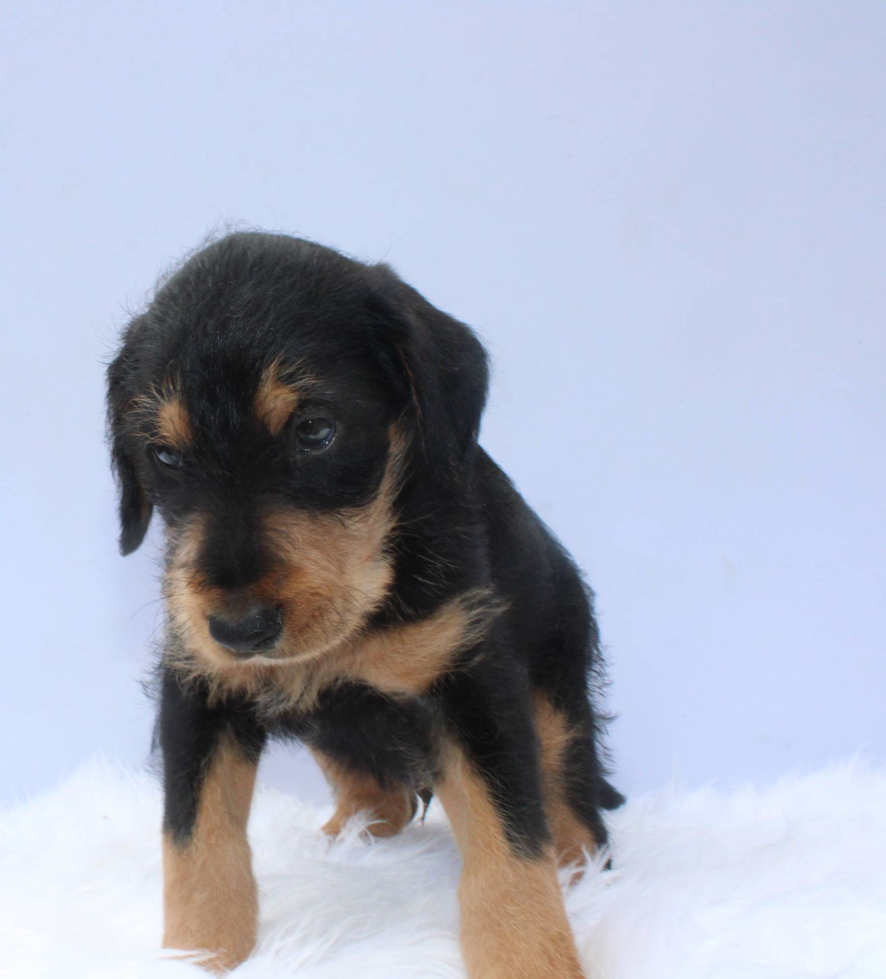 Vic, a male Doberman Pinscher and Poodle - Standard  for sale in Greensboro, NC – Photo 4 of 6