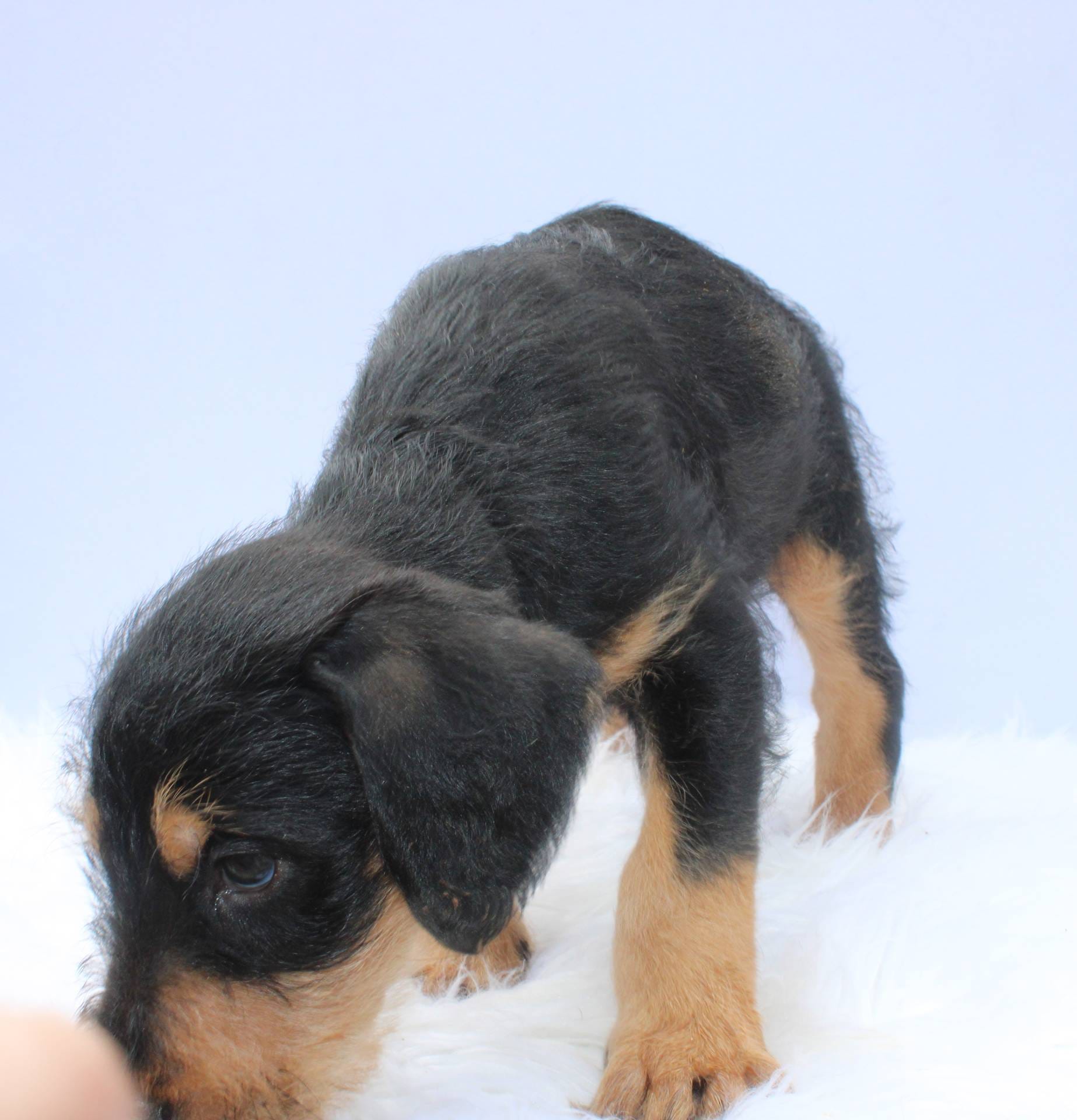 Vic, a male Doberman Pinscher and Poodle - Standard  for sale in Greensboro, NC – Photo 3 of 6