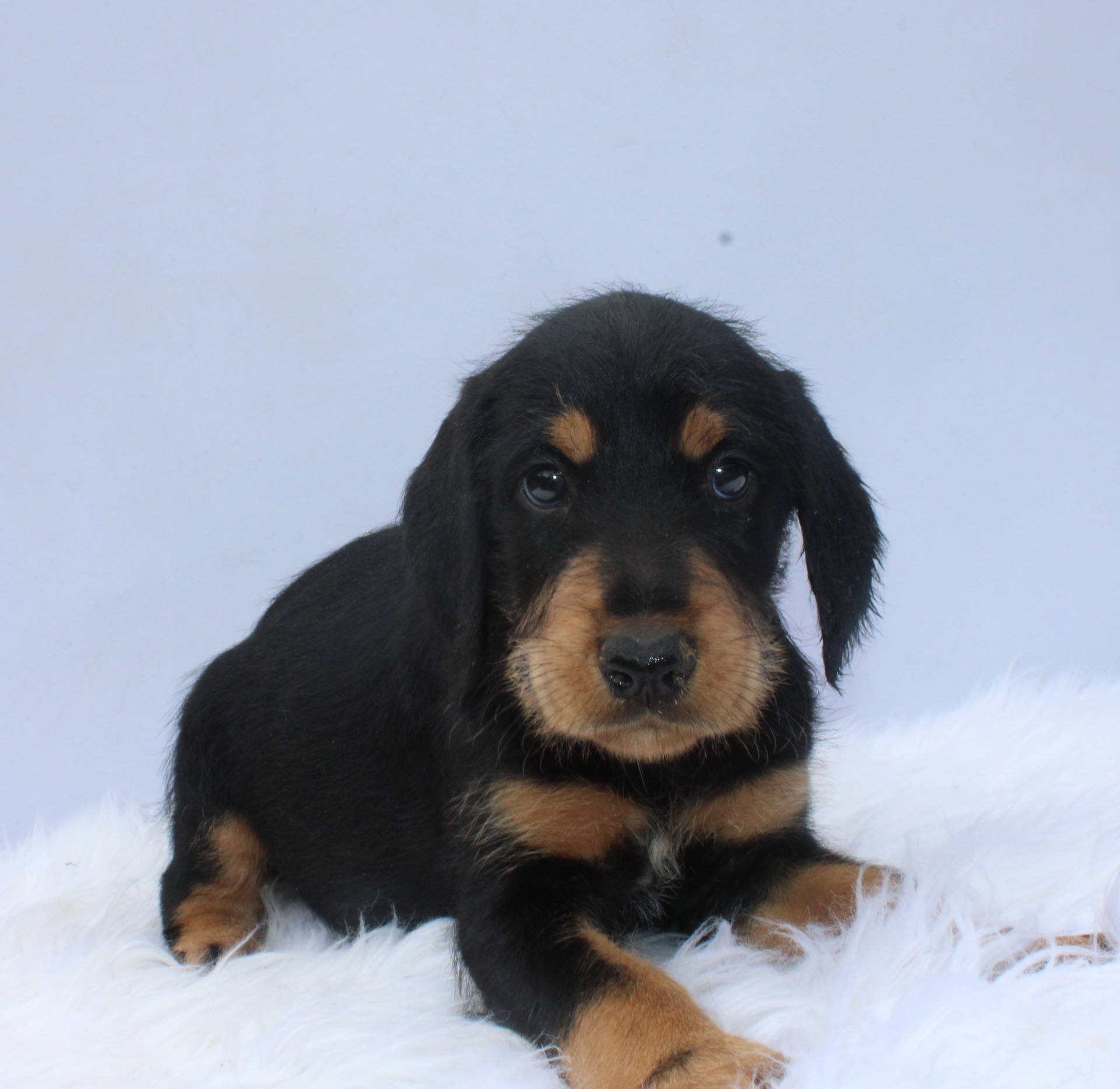 Hilton, a female Doberman Pinscher and Poodle - Standard  for sale in Greensboro, NC – Photo 6 of 6