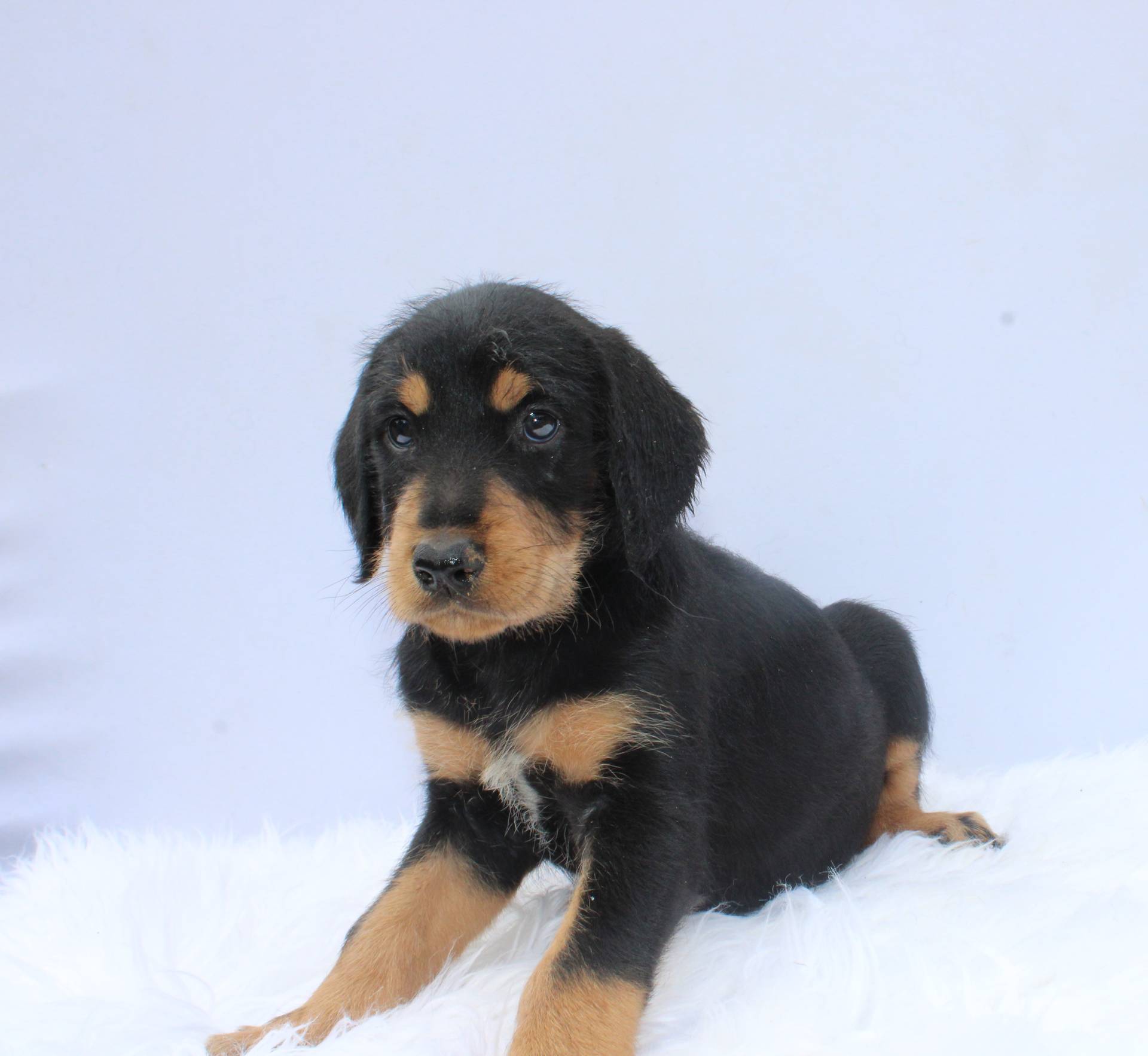 Hilton, a female Doberman Pinscher and Poodle - Standard  for sale in Greensboro, NC – Photo 4 of 6