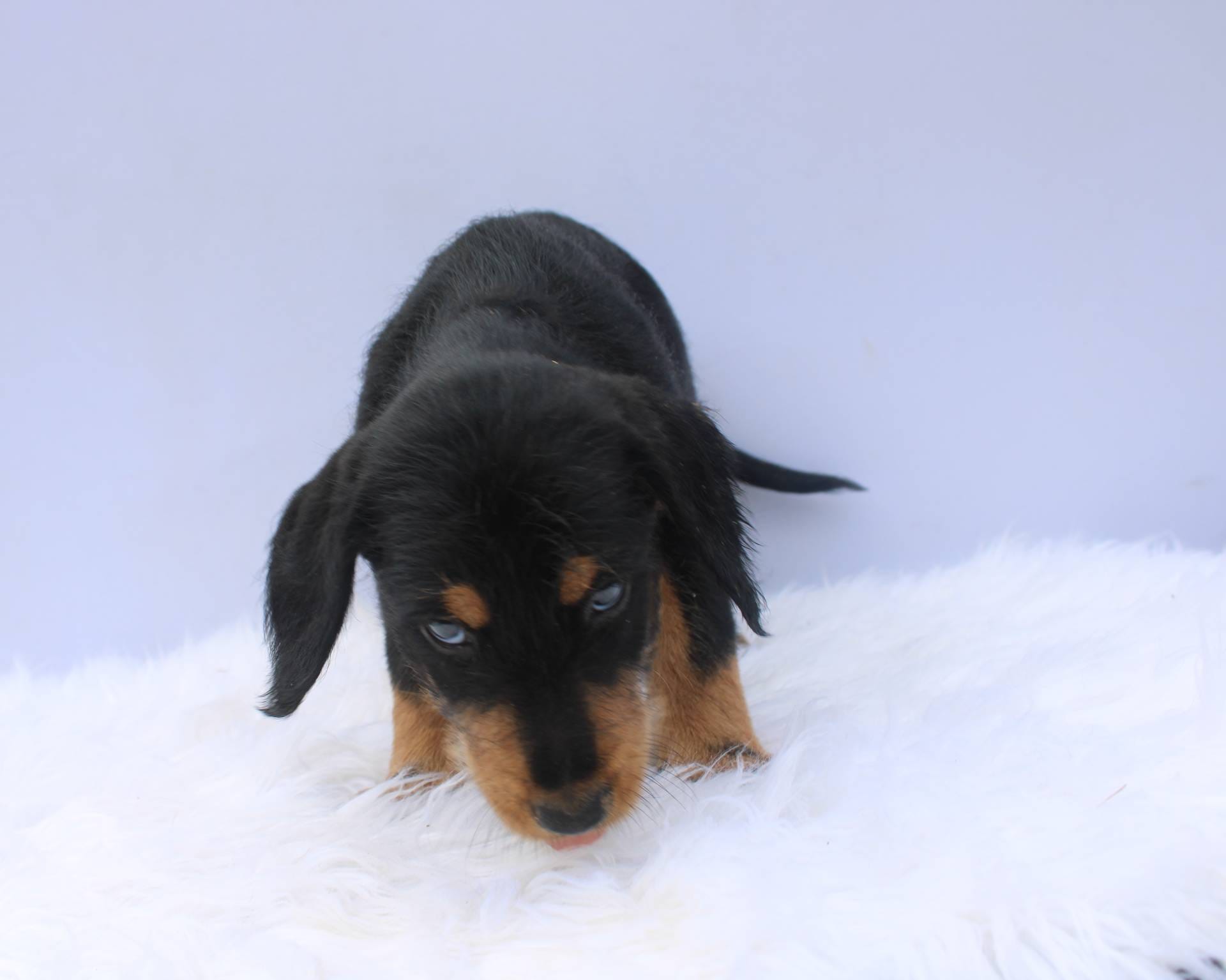 Hilton, a female Doberman Pinscher and Poodle - Standard  for sale in Greensboro, NC – Photo 3 of 6