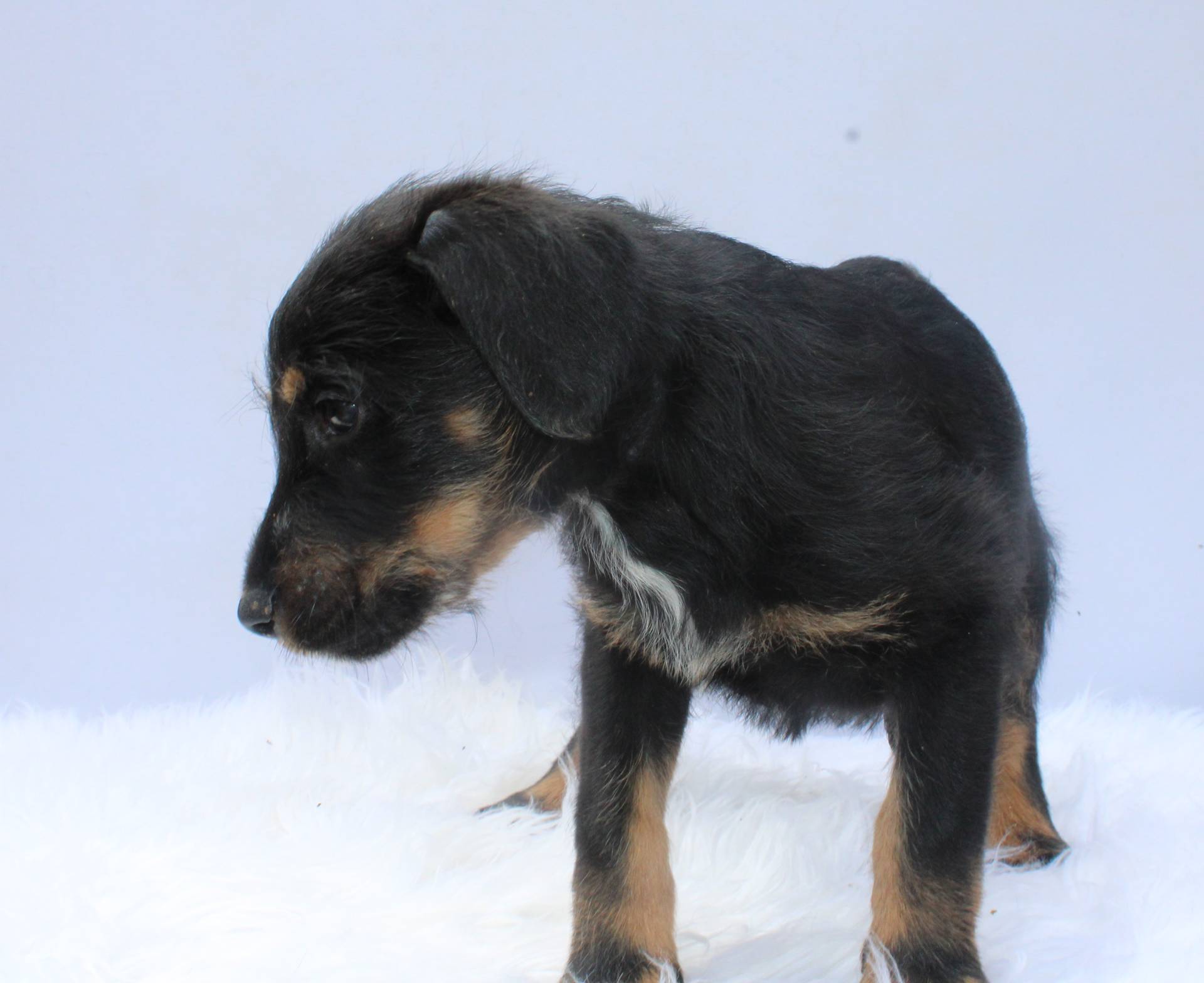 Sahara, a female Doberman Pinscher and Poodle - Standard  for sale in Greensboro, NC – Photo 3 of 4