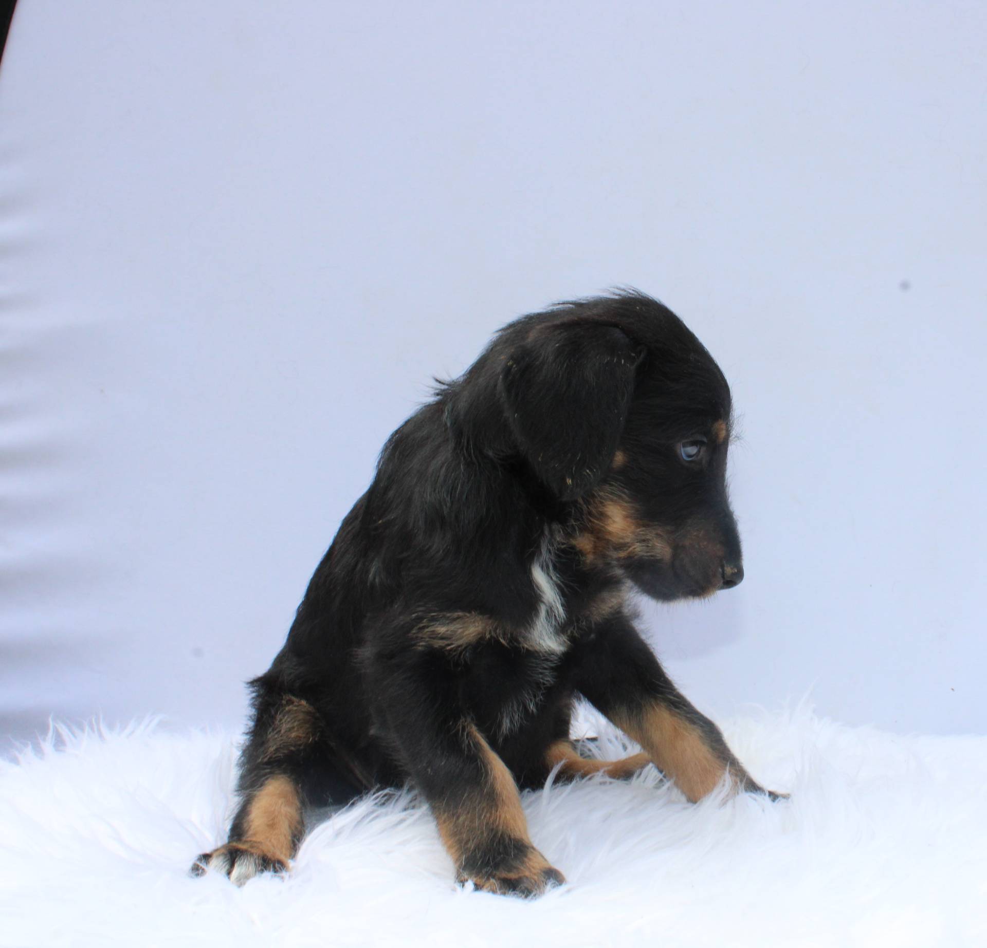 Sahara, a female Doberman Pinscher and Poodle - Standard  for sale in Greensboro, NC – Photo 2 of 4