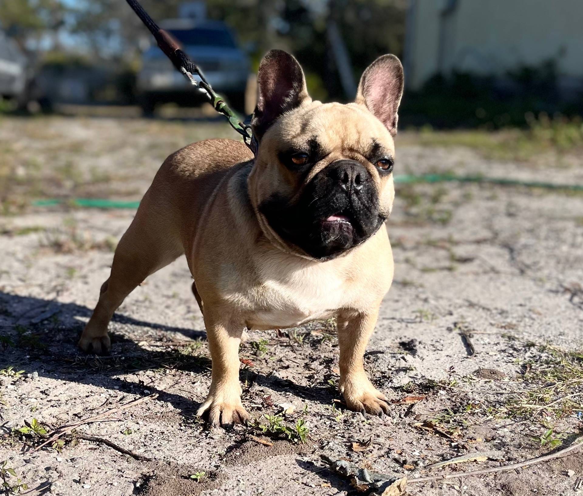 CHASE, a male French Bulldog for sale in Orlando, FL – Photo 7 of 8