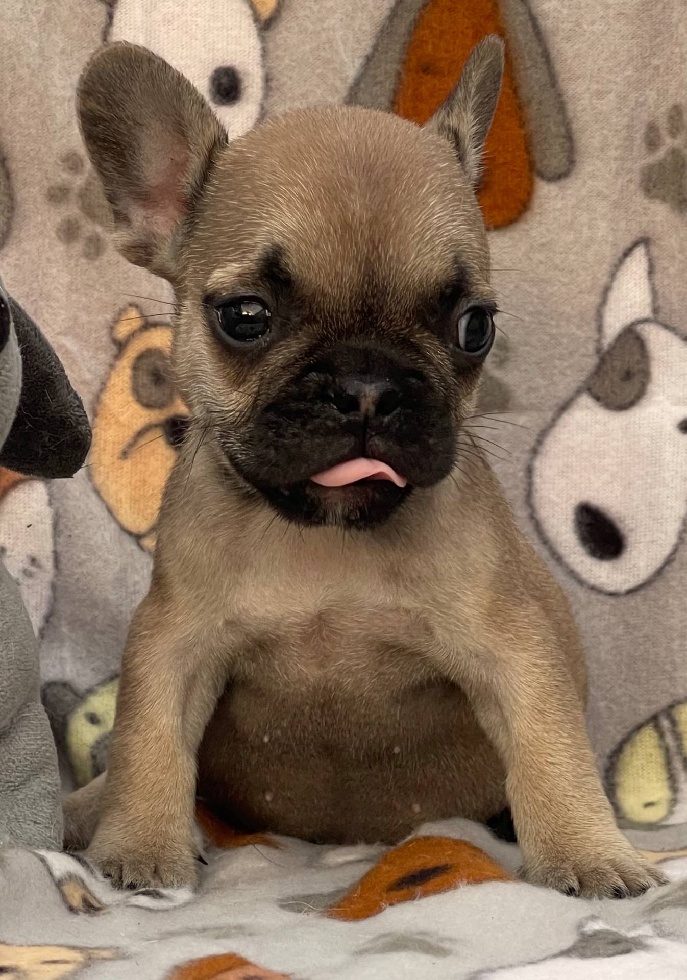 CHASE, a male French Bulldog for sale in Orlando, FL – Photo 3 of 8