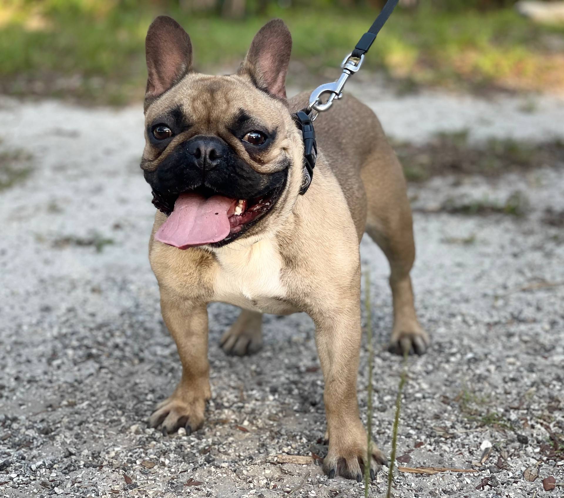CHASE, a male French Bulldog for sale in Orlando, FL – Photo 6 of 8