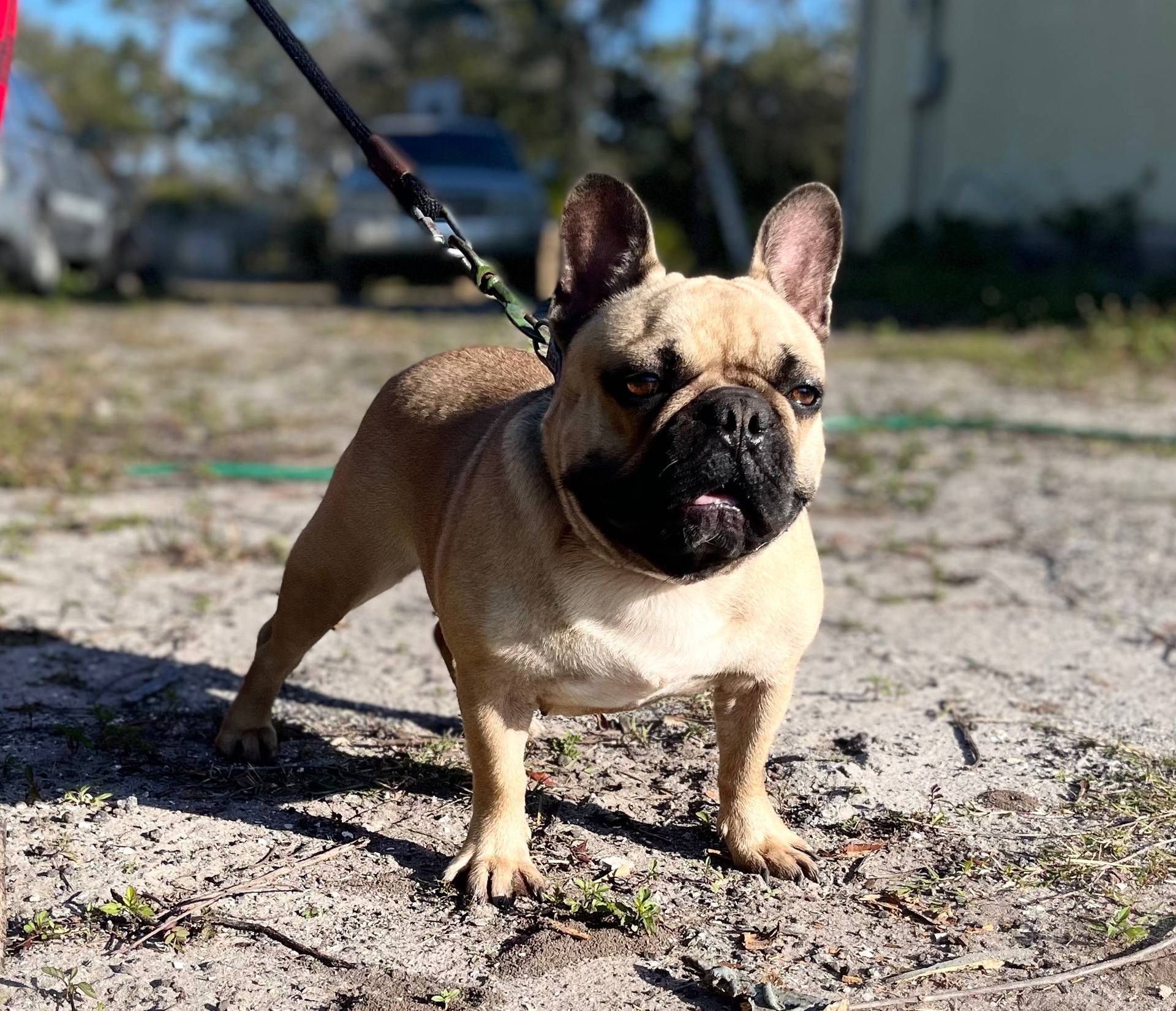 EVEREST, a male French Bulldog for sale in Orlando, FL – Photo 5 of 8