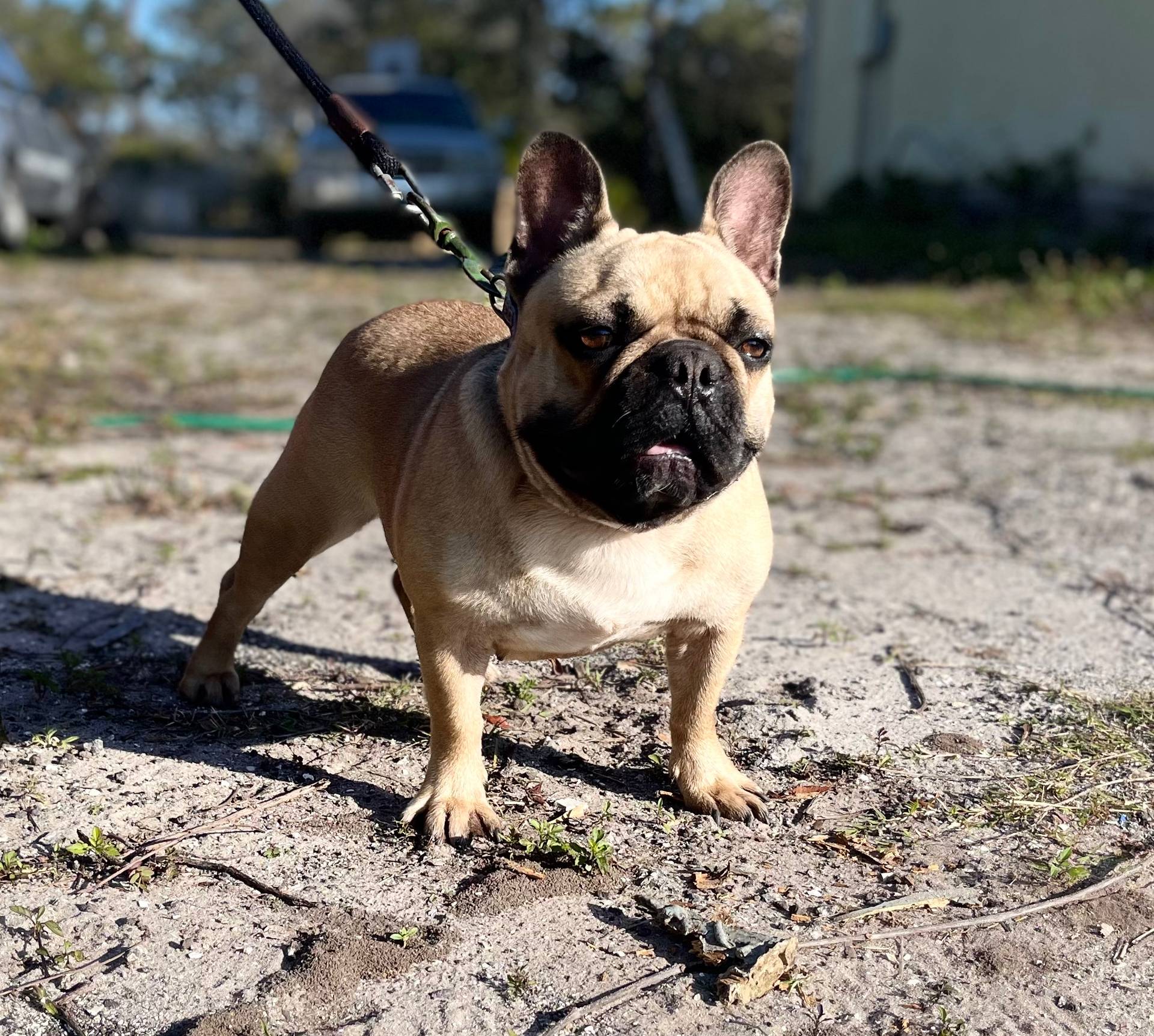 RUBBLE, a male French Bulldog for sale in Orlando, FL – Photo 8 of 9
