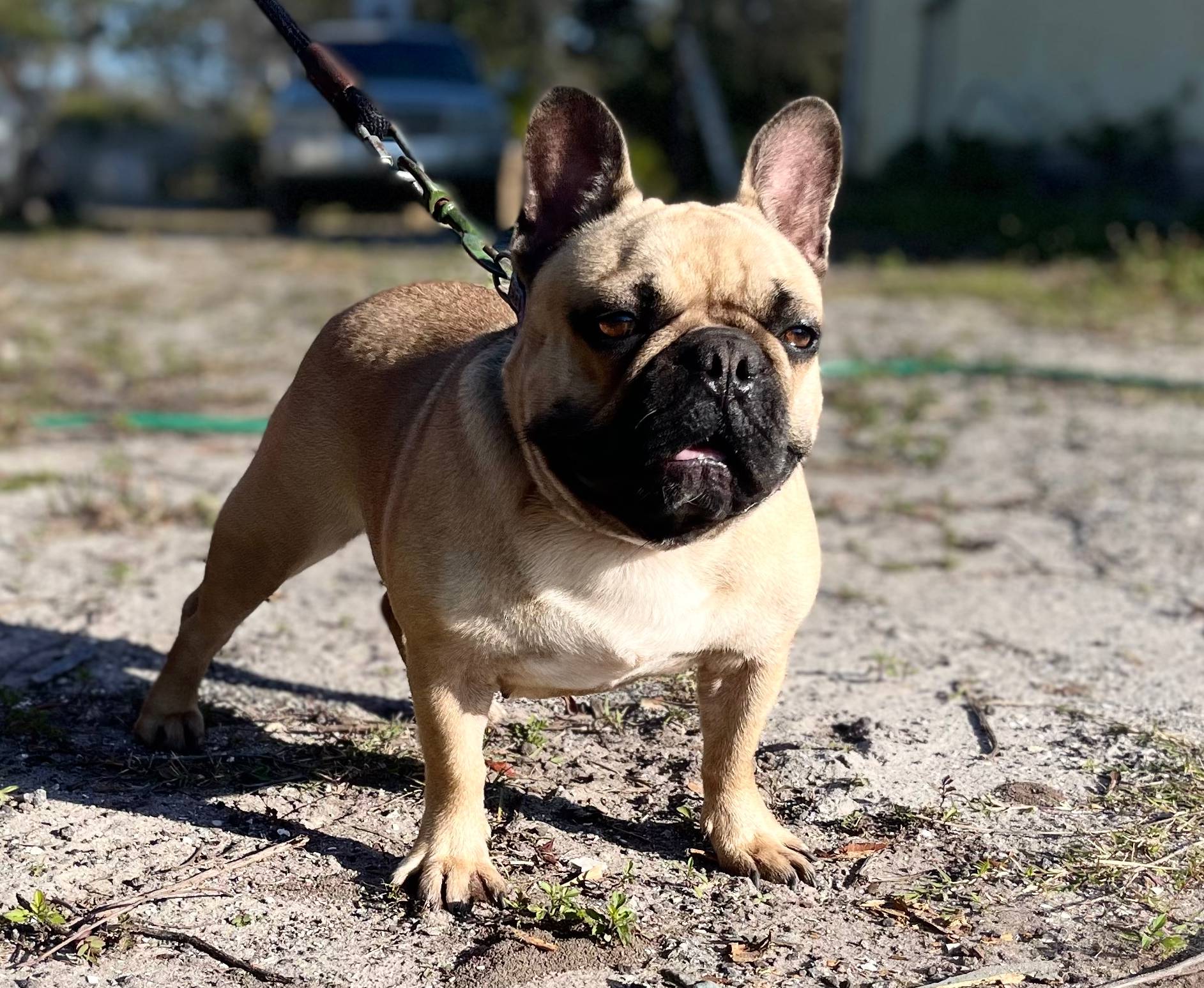 CHASE, a male French Bulldog for sale in Orlando, FL – Photo 6 of 8