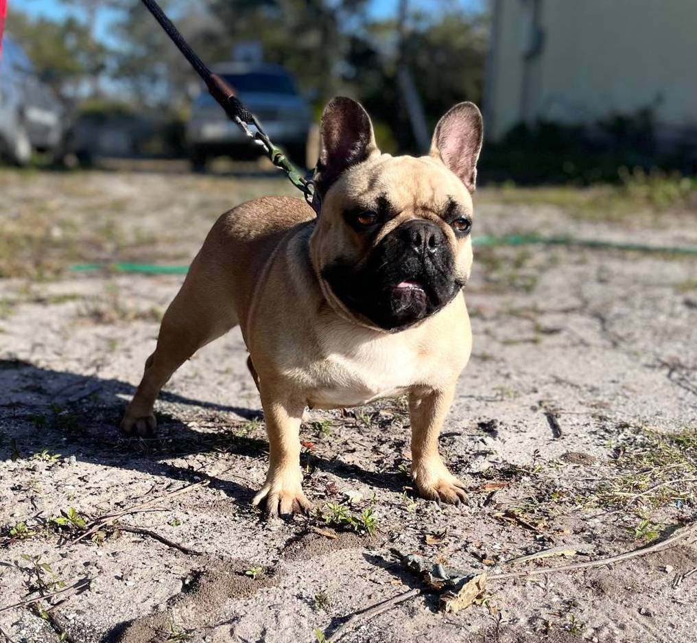 RUBBLE, a male French Bulldog for sale in Orlando, FL – Photo 8 of 8