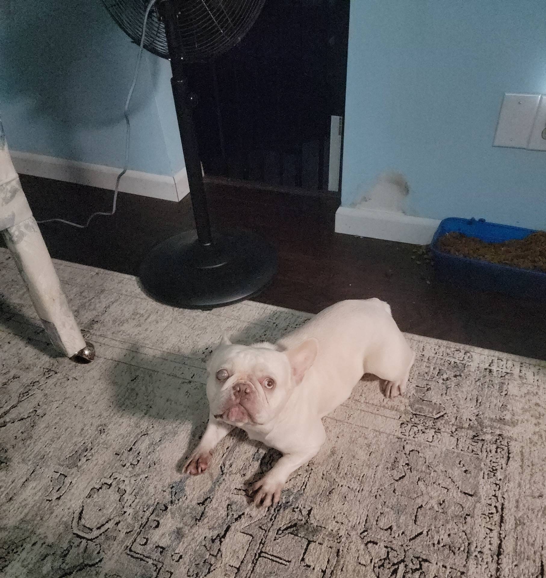 Bella, a female French Bulldog for sale in Brooksville, FL – Photo 6 of 10