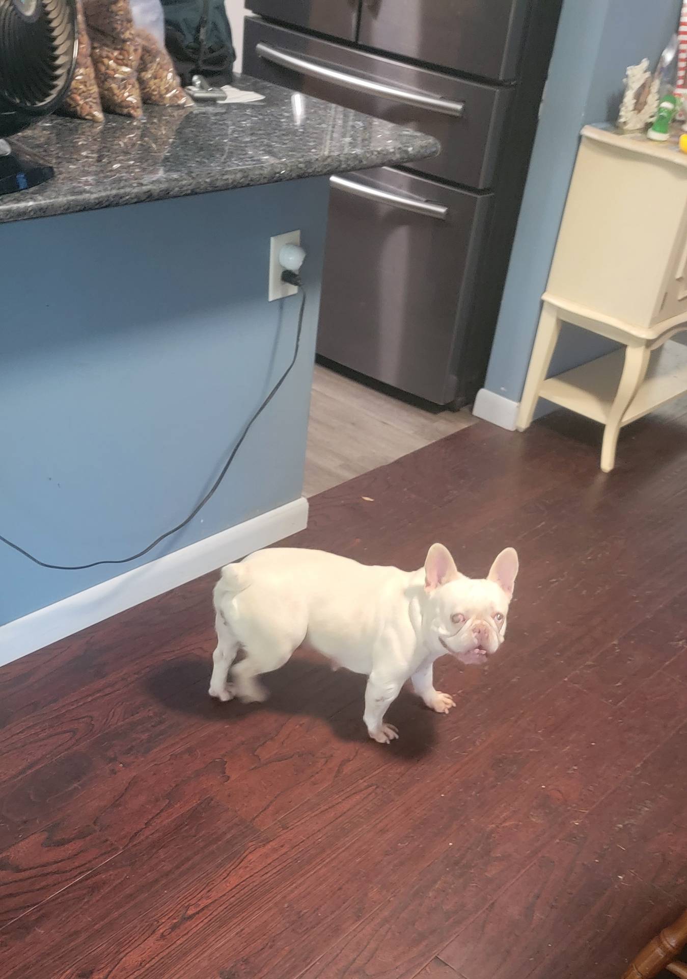Bella, a female French Bulldog for sale in Brooksville, FL – Photo 5 of 10