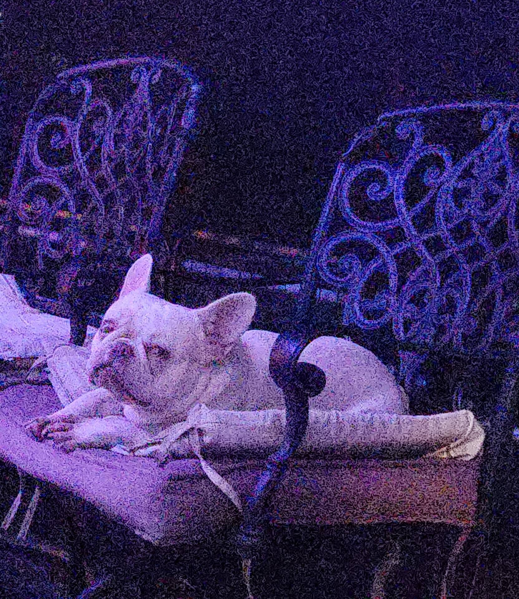 Bella, a female French Bulldog for sale in Brooksville, FL – Photo 4 of 10