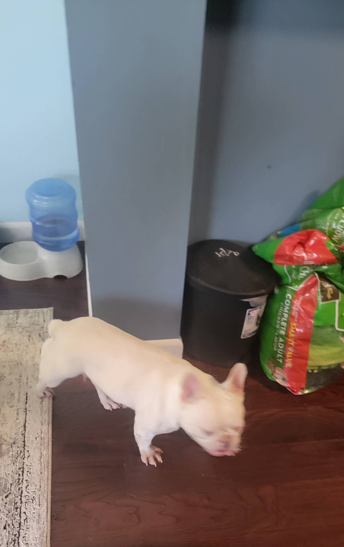 Bella, a female French Bulldog for sale in Brooksville, FL – Photo 2 of 10