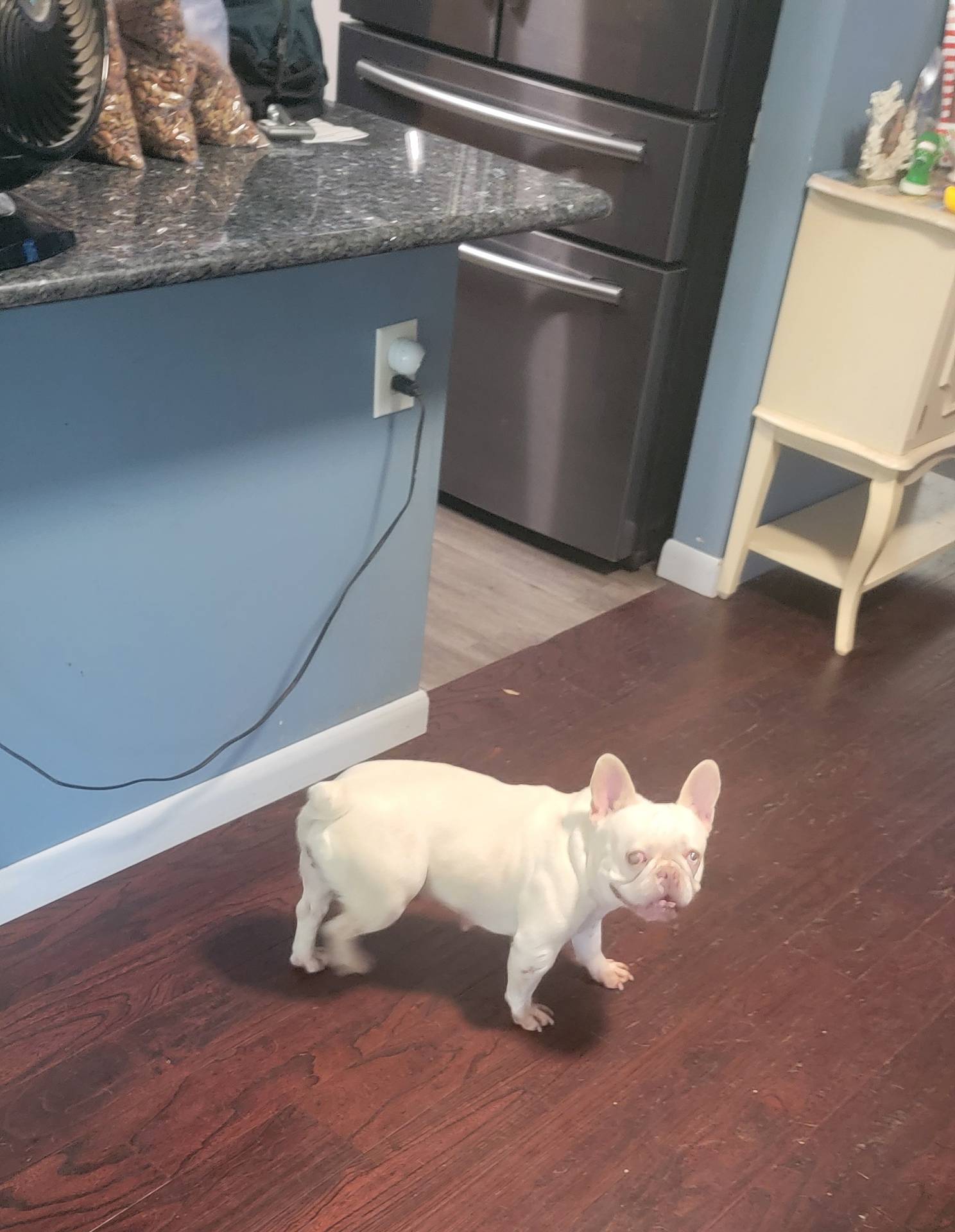 Bella, a female French Bulldog for sale in Brooksville, FL – Photo 7 of 10