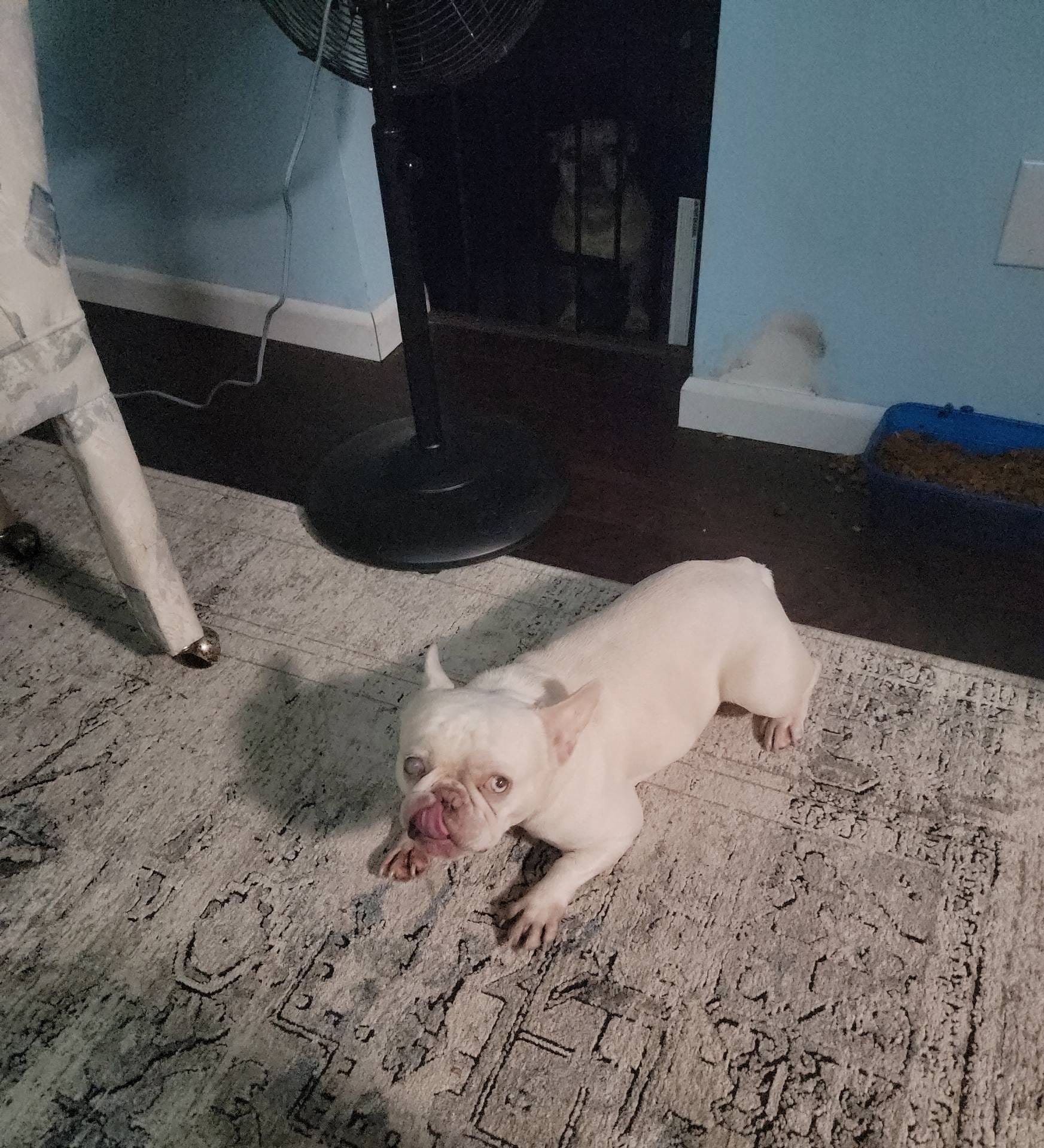 Bella, a female French Bulldog for sale in Brooksville, FL – Photo 8 of 10