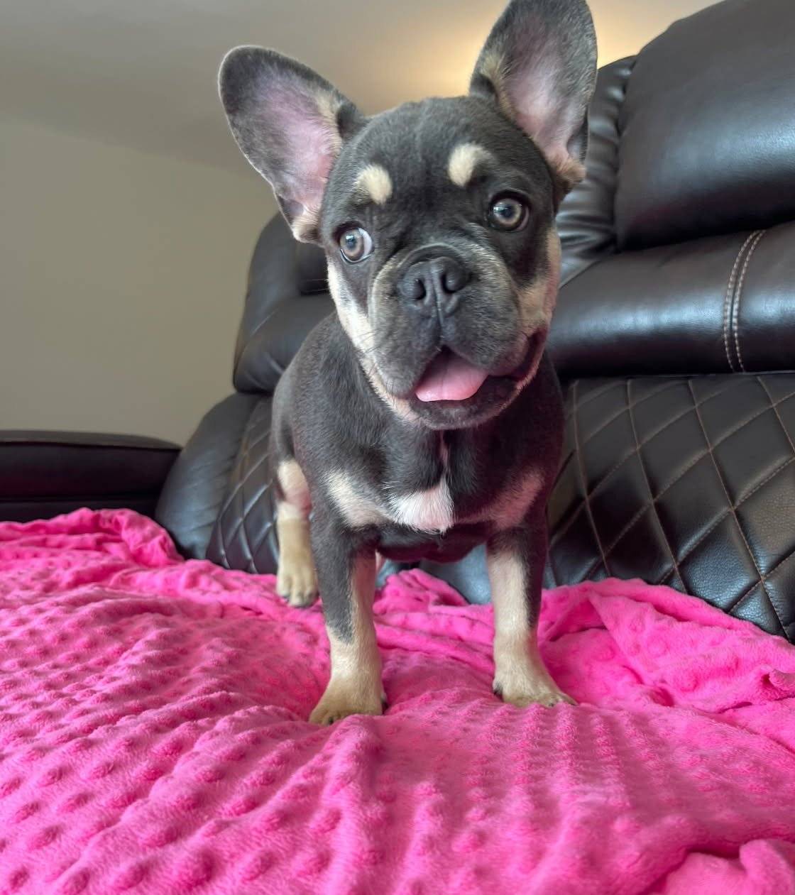 Gracie, a female French Bulldog for sale in Brooksville, FL – Photo 4 of 5