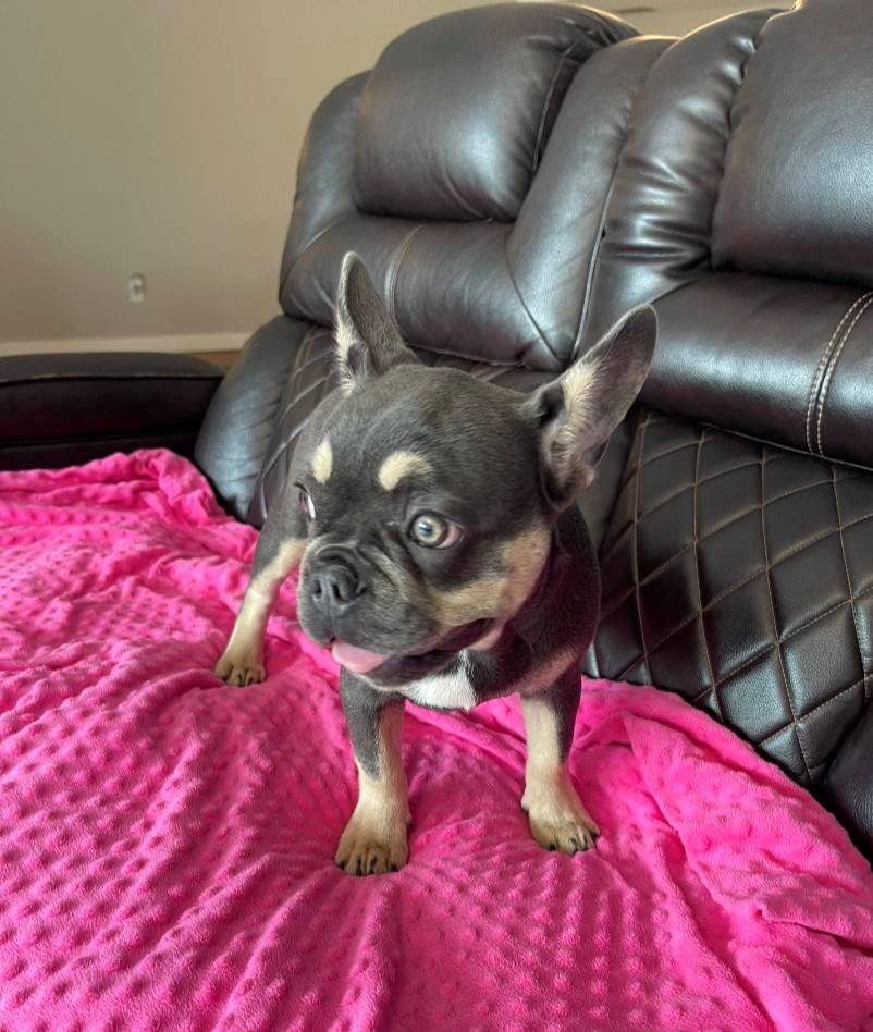 Gracie, a female French Bulldog for sale in Brooksville, FL – Photo 3 of 5