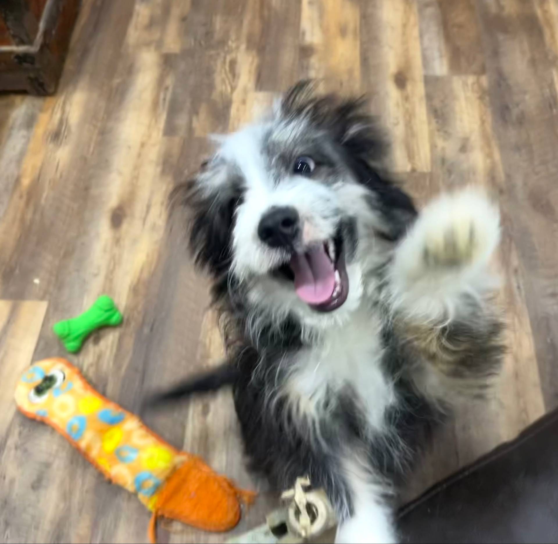 Sharky, a male Miniature Aussiedoodle for sale in Powhatan, VA – Photo 3 of 3