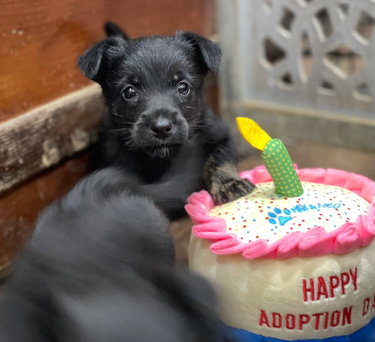 Serenity, a female Scottish Terrier and Aussiedoodle for sale in Powhatan, VA – Photo 4 of 4