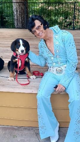 ESA Certified Ready Now – Bernese Mountain Dog puppy for sale in Asheville, NC