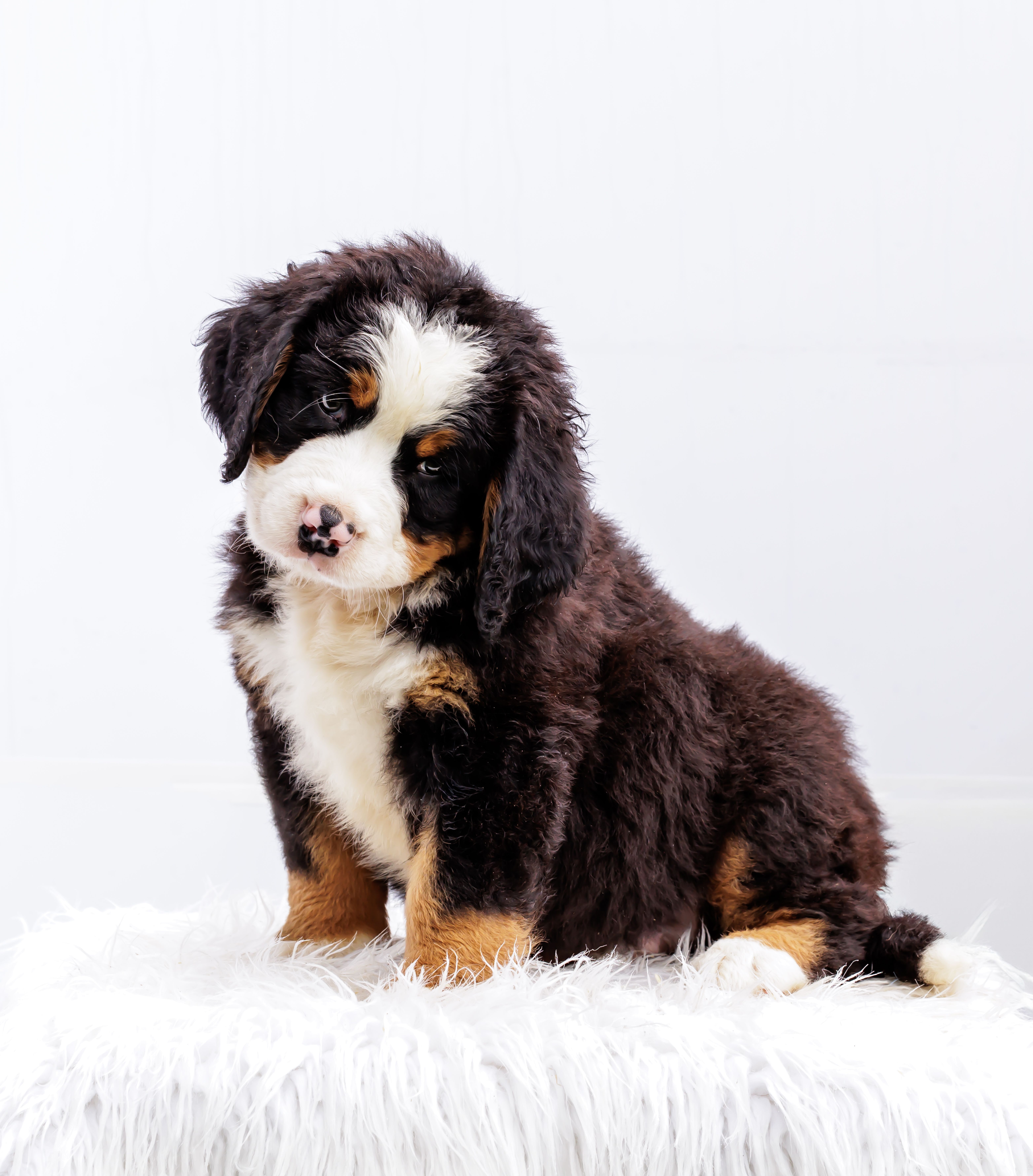 ESA Certified Ready Now – Bernese Mountain Dog puppy for sale in Asheville, NC