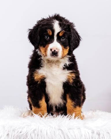 ESA Certified Ready Now – Bernese Mountain Dog puppy for sale in Asheville, NC