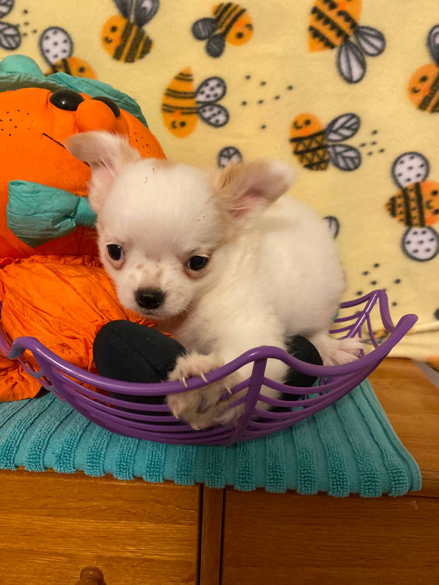 AKC Goose, a male Chihuahua for sale in Red Bluff, CA – Photo 3 of 10