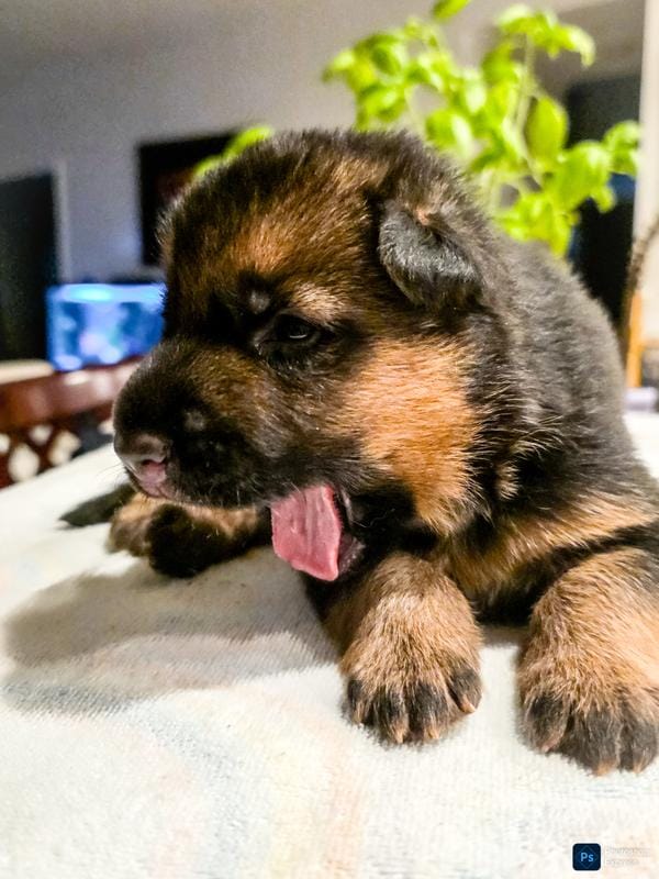 Female – German Shepherd Dog puppy for sale in Lawrenceville, GA